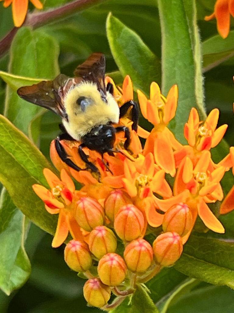 Bumblebee collecting pollen on orange butterfly weed, vibrant nature close-up