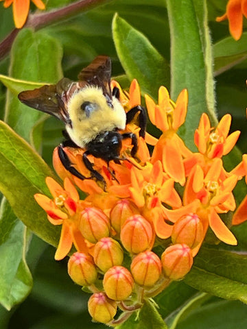 Bumblebee Nature Photography