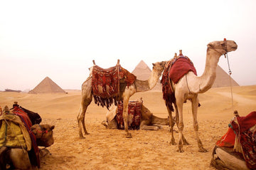 Egyptian camels and pyramids in hazy desert setting with rich colors.