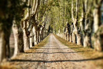 French countryside road with light-barked trees and gravel path, limited edition print.