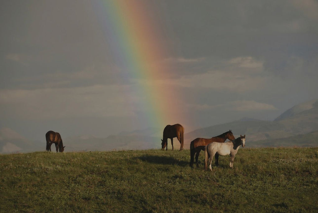 Rainbow is shining down upon one of the four horses grazing on a green, grassy hilltop with mountains in the background.