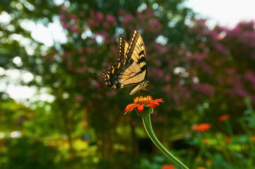 Monarch butterfly on orange flower, limited edition art print by Michael W. Rutherford