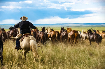 Cowboy riding Palomino horse herding up 40+ wild horses on grassy plains under blue skies.