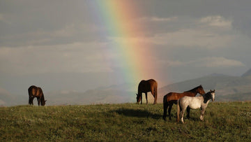 Rainbow over four grazing horses in a green pasture, with a mountain range backdrop, capturing harmony in nature.