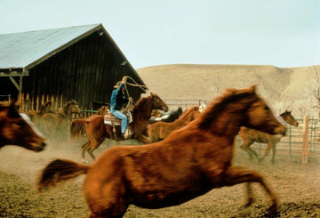 Cowboy riding a brown horse, swinging a lasso in a dusty corral, with other horses and a wooden barn in the background.