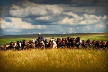 A dramatic scene of a cowboy herding a variety of horses across golden Montana plains under a cloudy sky.