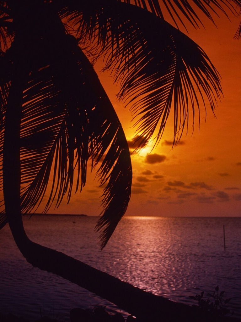 Silhouetted palm tree with vivid sunset over the ocean, warm orange and deep purple sky reflecting on the tranquil water.