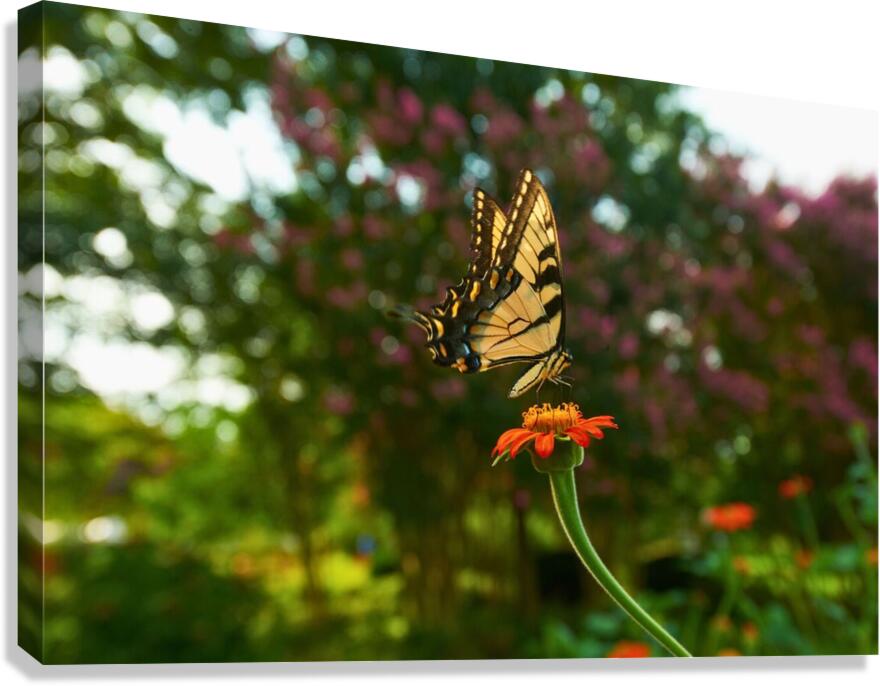 Giclée Stretched Canvas Print