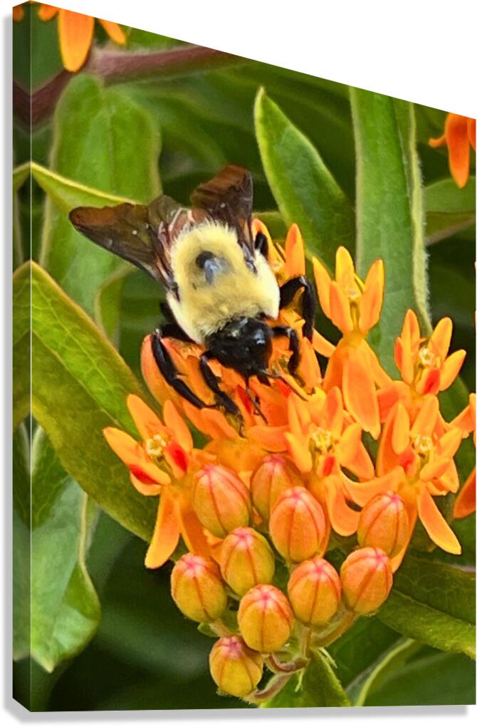 Bee and Flower Wall Art
